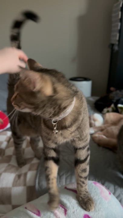 Enlarge Clawdia, an adoptable mixed breed in Bridgeville, PA video 2/6