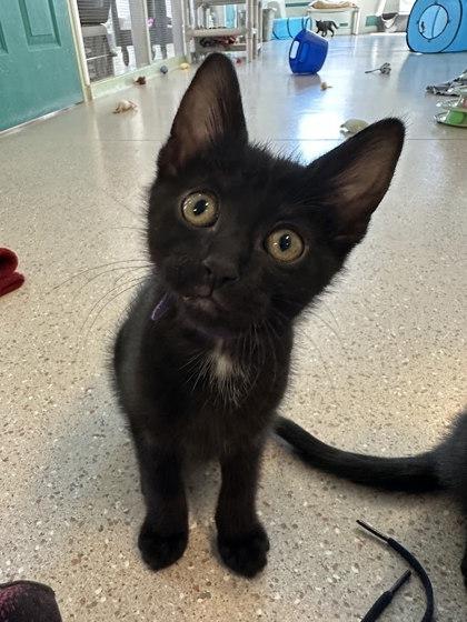 Murphy, Adoptable, Kitten Female Domestic Short Hair & Domestic Short Hair.