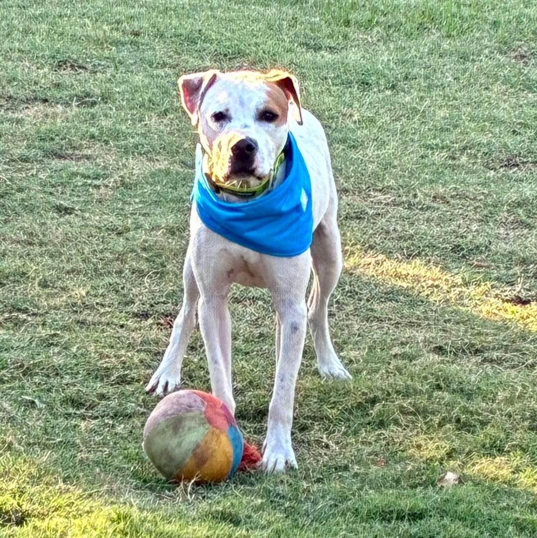 Enlarge Sammy, a Adoptable mixed breed in Edmond, OK image 3/4