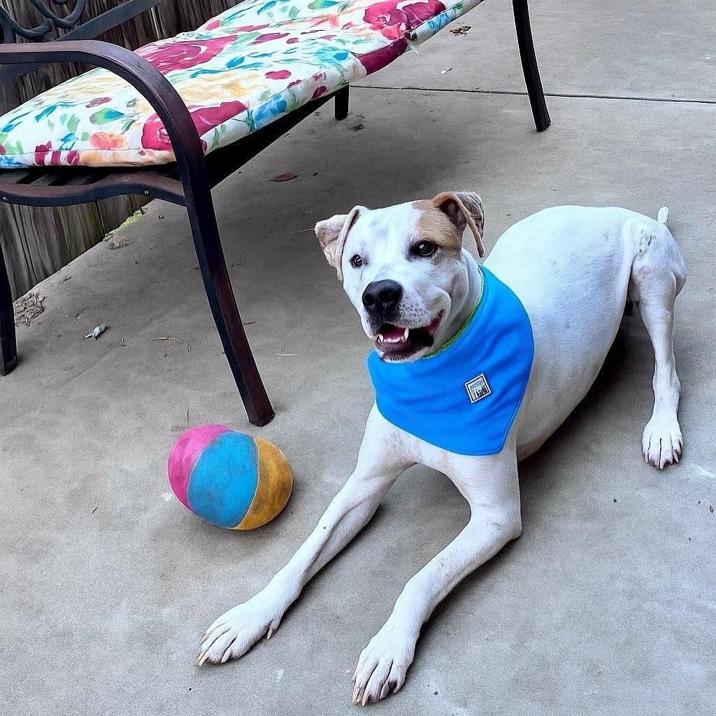 Enlarge Sammy, a Adoptable mixed breed in Edmond, OK image 4/4