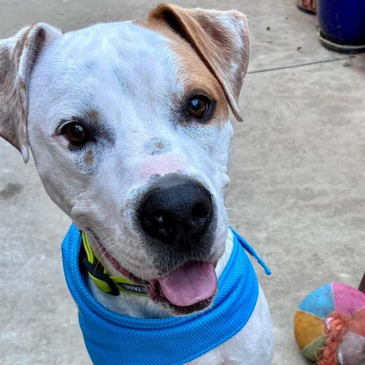 Enlarge Sammy, a Adoptable mixed breed in Edmond, OK image 1/4