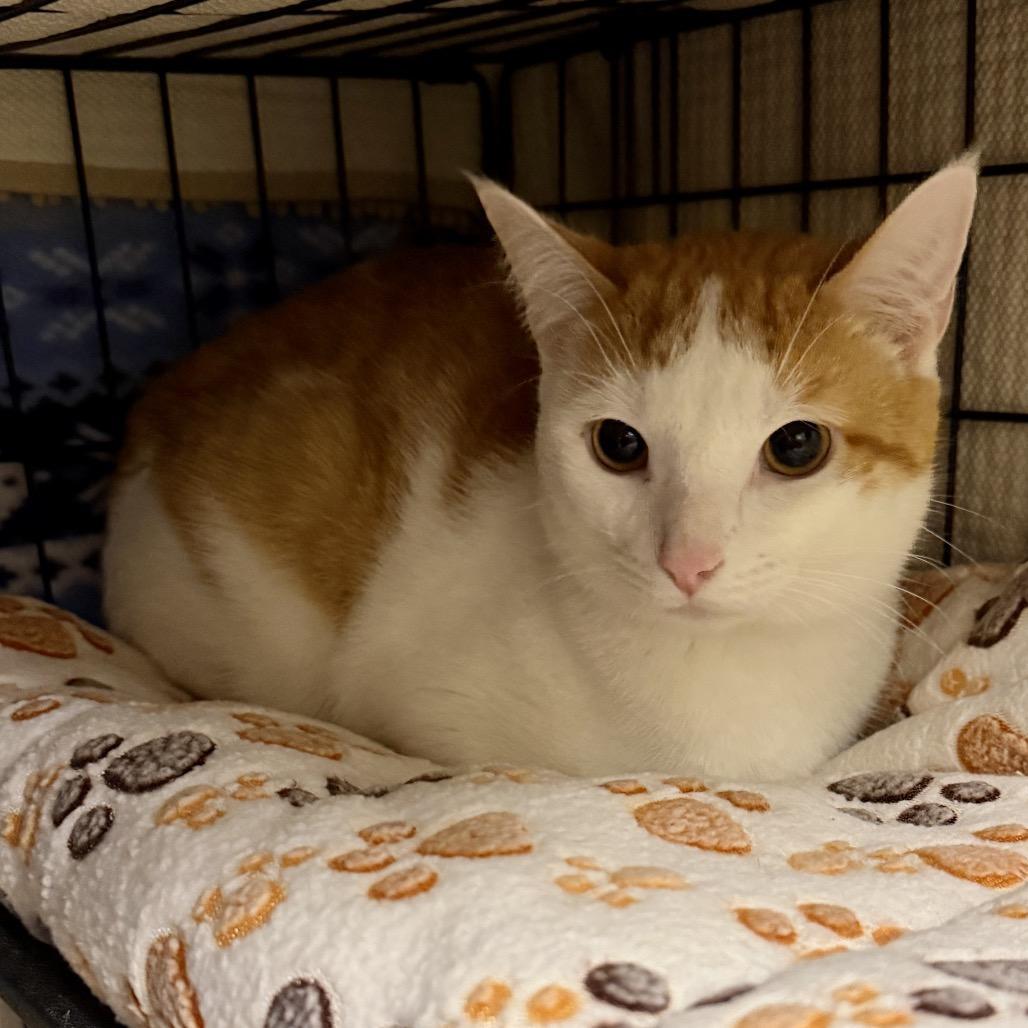 Enlarge Parker, a Adoptable Domestic Short Hair in Middleburg Heights , OH image 1/4