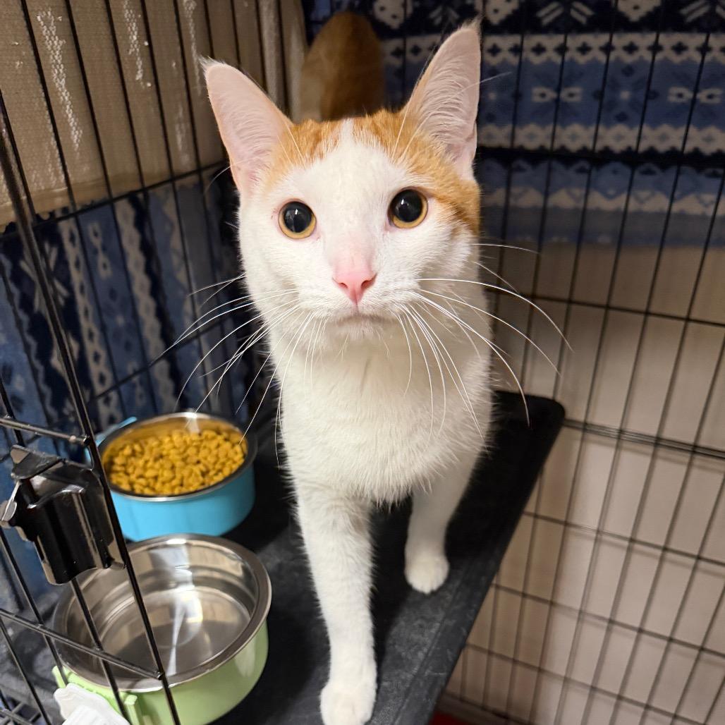 Enlarge Parker, a Adoptable Domestic Short Hair in Middleburg Heights , OH image 2/4