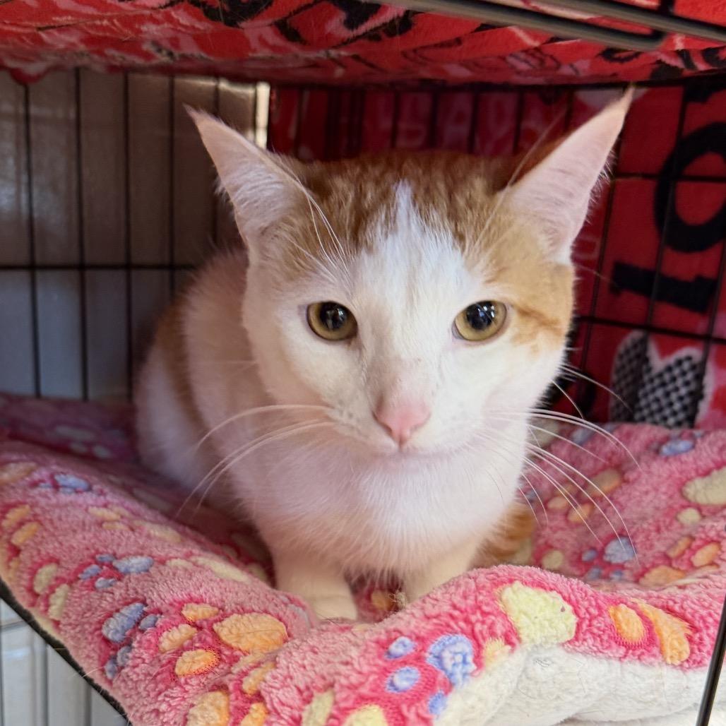 Enlarge Parker, a Adoptable Domestic Short Hair in Middleburg Heights , OH image 3/4