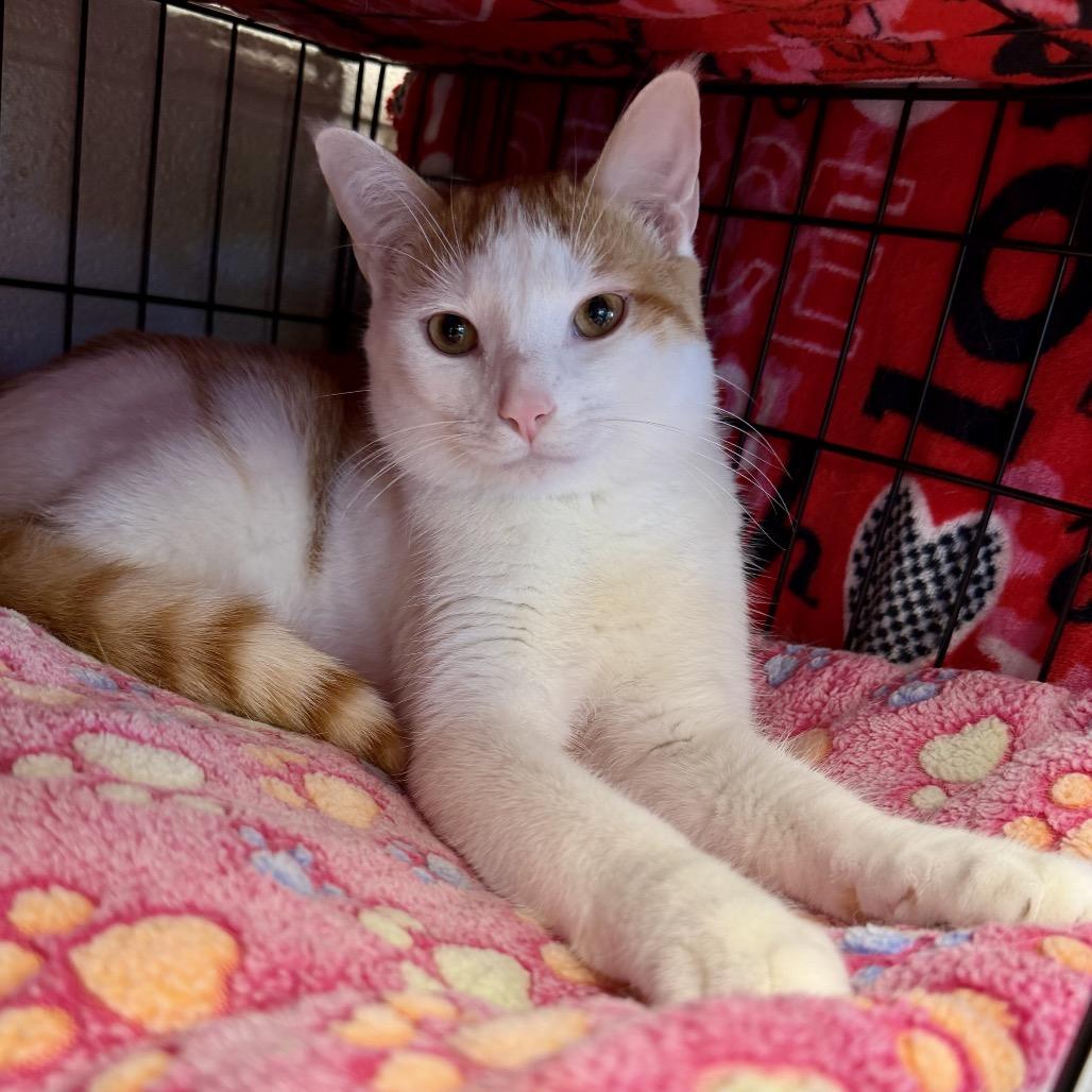 Enlarge Parker, a Adoptable Domestic Short Hair in Middleburg Heights , OH image 4/4
