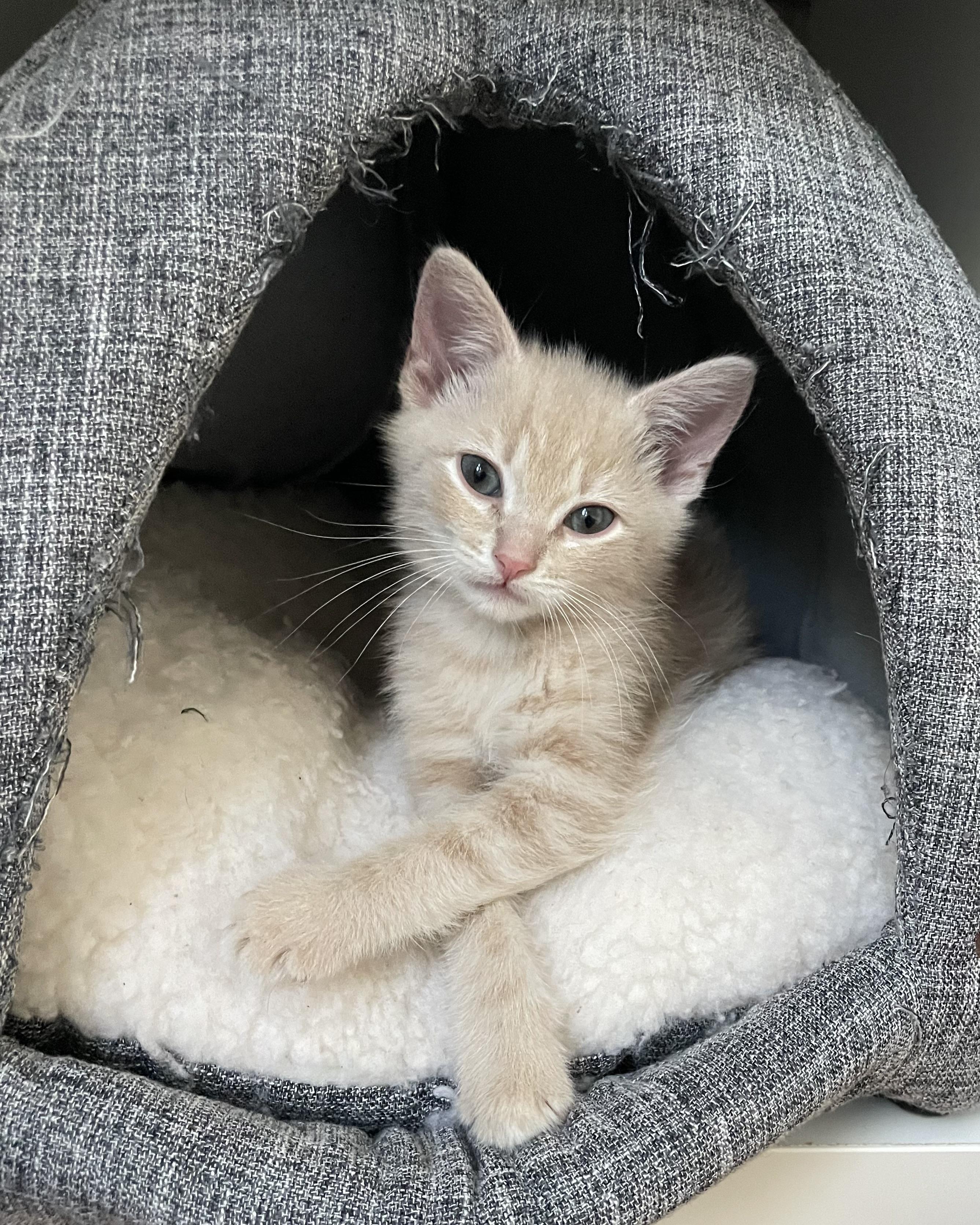 Enlarge Zeus, a Adopted Domestic Short Hair in San Francisco, CA image 3/6