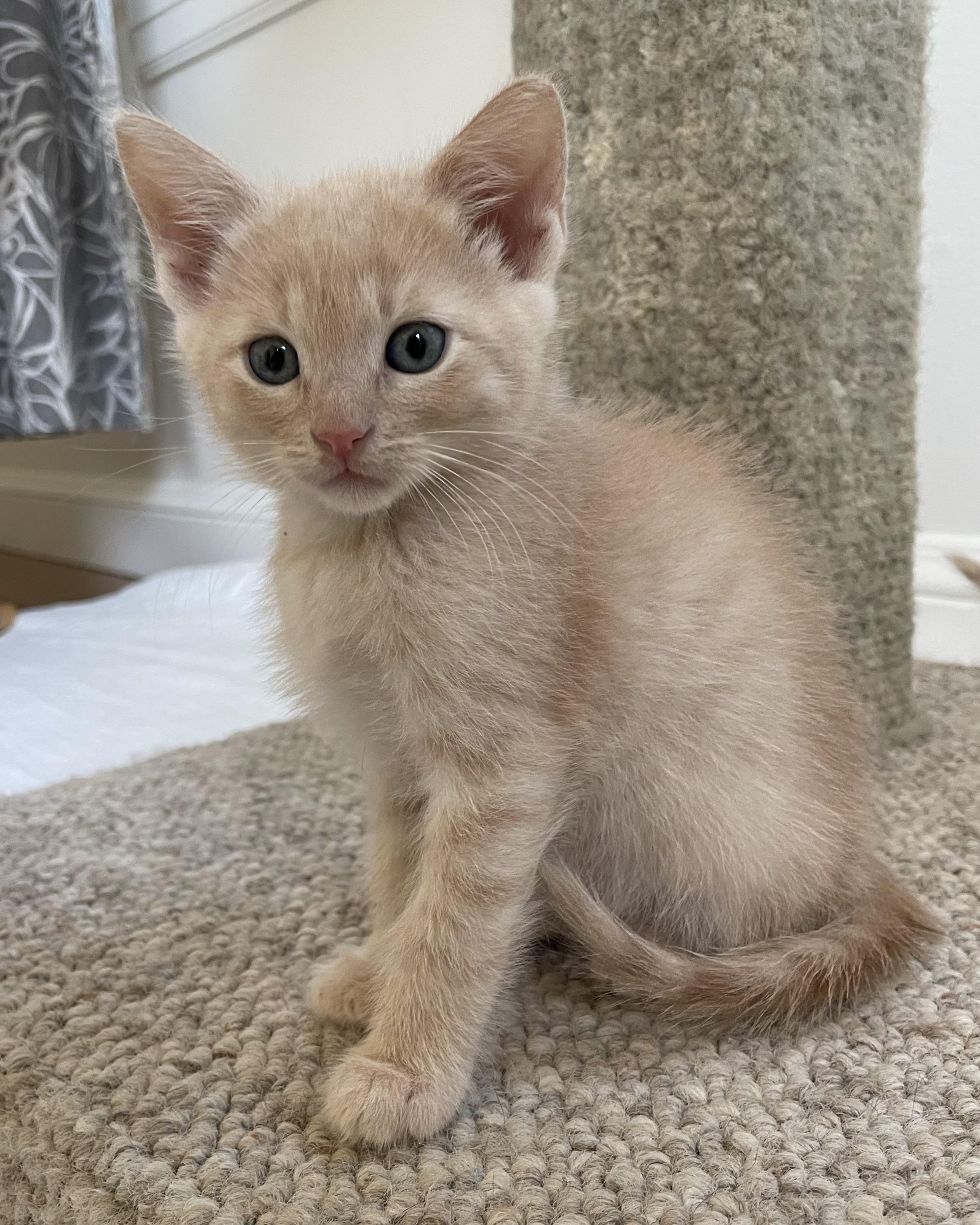 Enlarge Zeus, a Adopted Domestic Short Hair in San Francisco, CA image 4/6