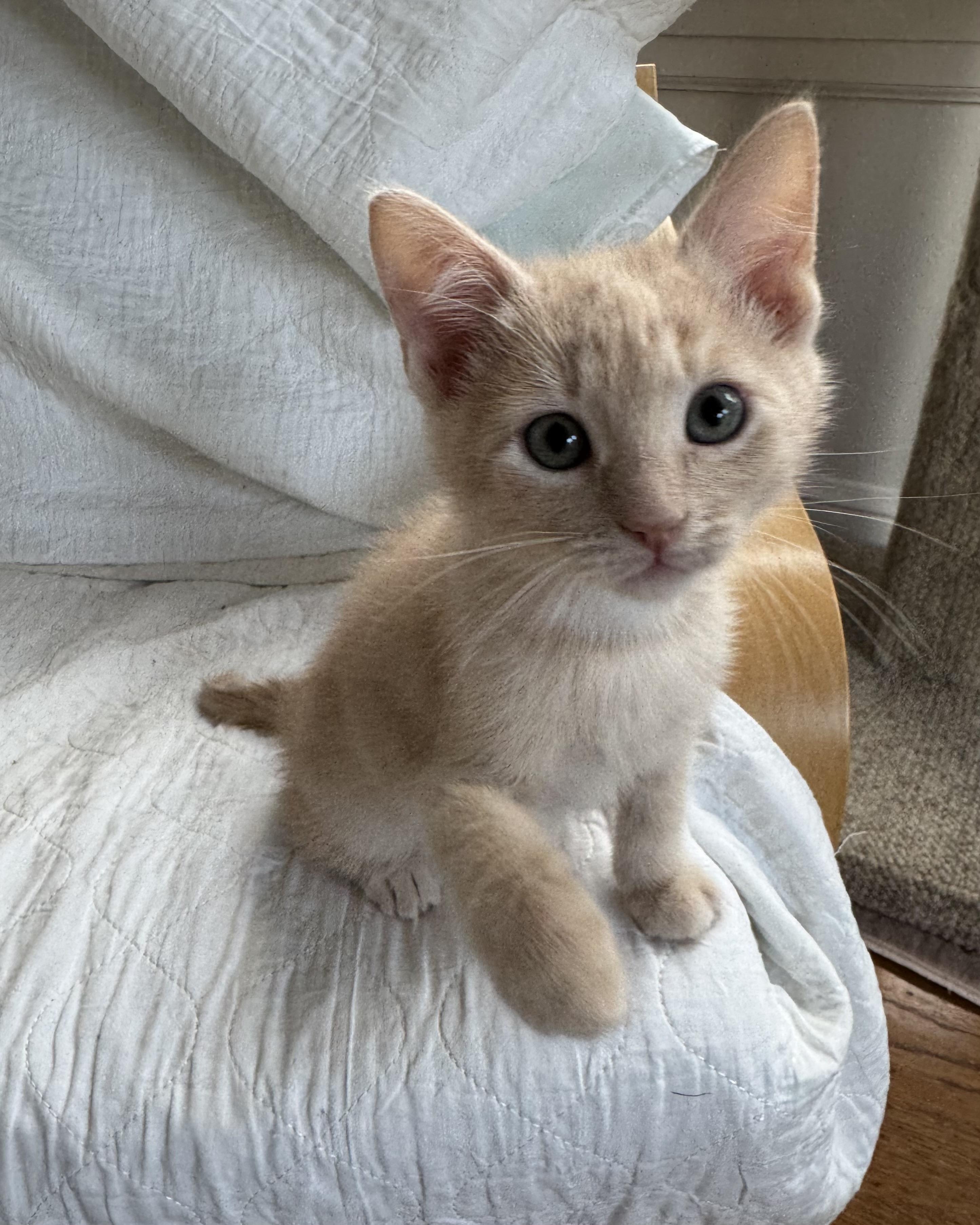 Enlarge Zeus, a Adopted Domestic Short Hair in San Francisco, CA image 5/6