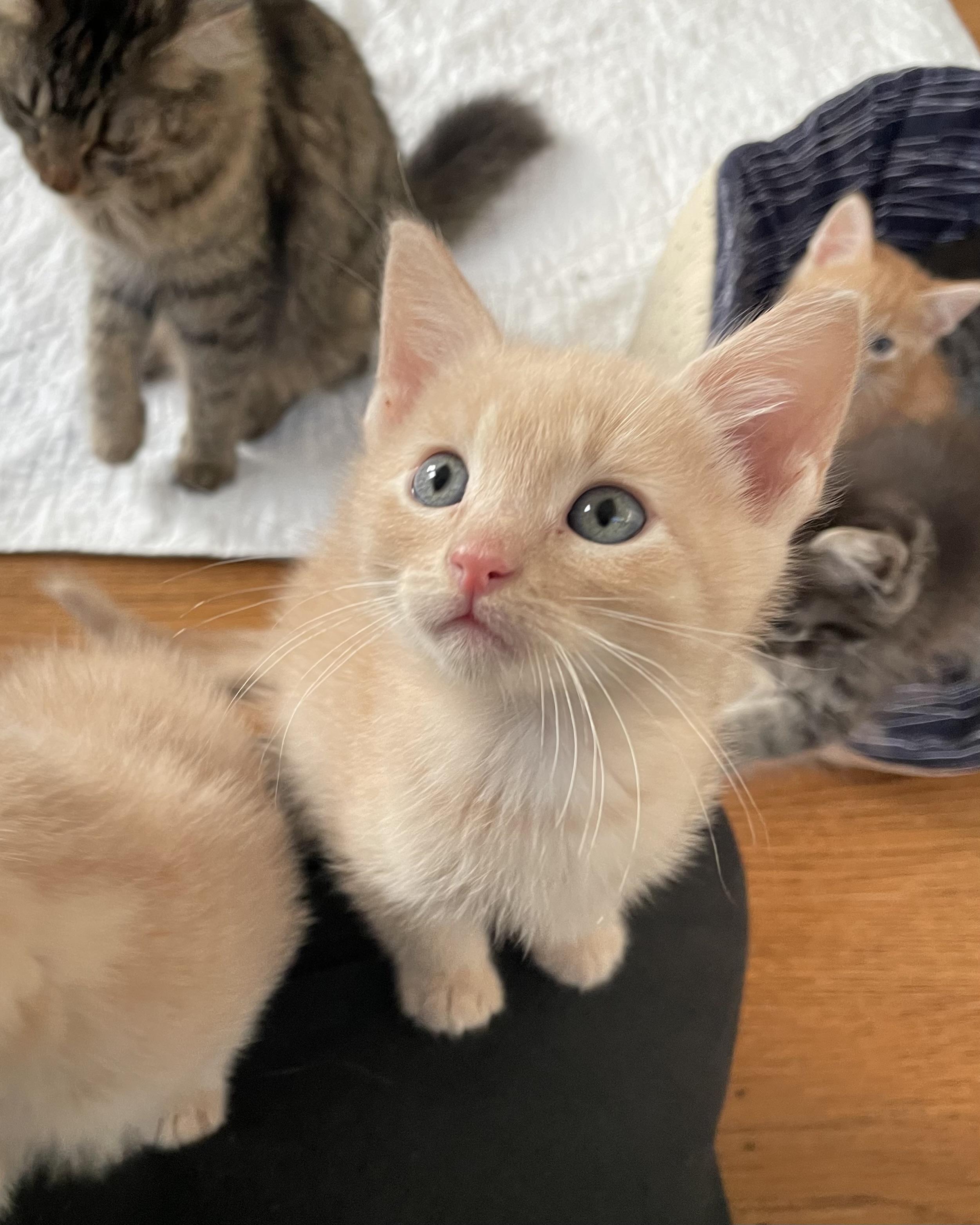 Enlarge Zeus, a Adopted Domestic Short Hair in San Francisco, CA image 6/6