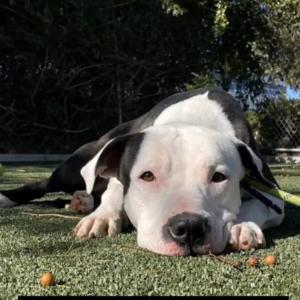 Rascal -Athletic and Goffy, an adoptable mixed breed in Marina Del Rey, CA image 1/6