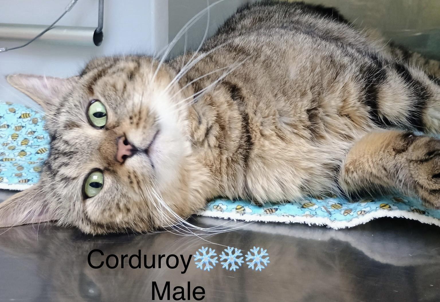 Corduroy, ADOPTABLE, Adult Male Domestic Short Hair.