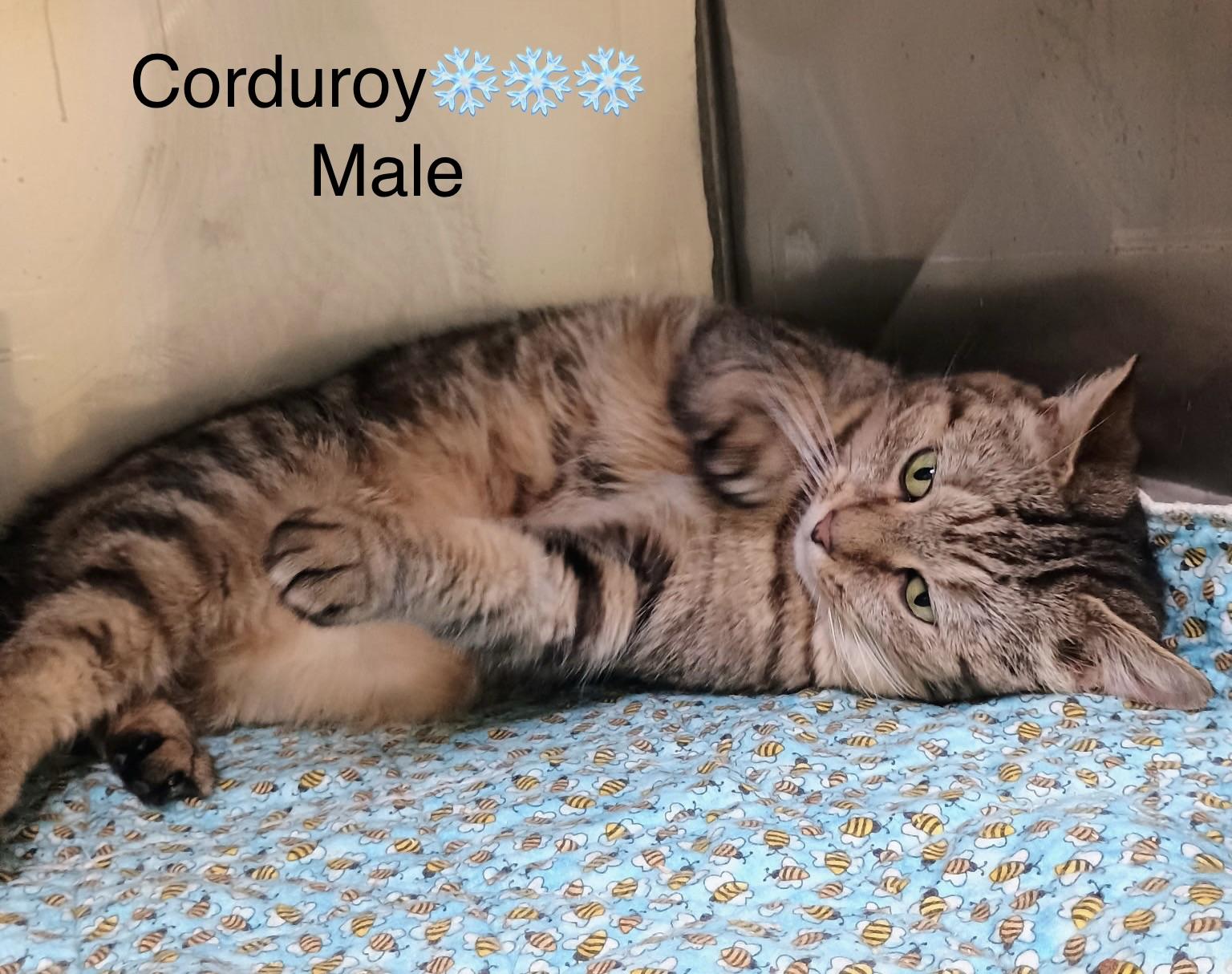 Enlarge Corduroy, a ADOPTABLE mixed breed in Calais, ME image 3/3