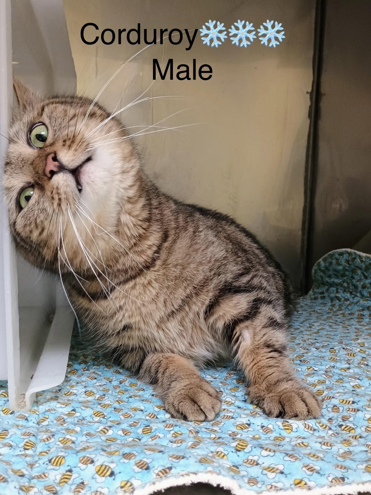 Enlarge Corduroy, a ADOPTABLE mixed breed in Calais, ME image 2/3