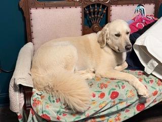 Kelev, Adoptable, Adult Male Great Pyrenees & Poodle.