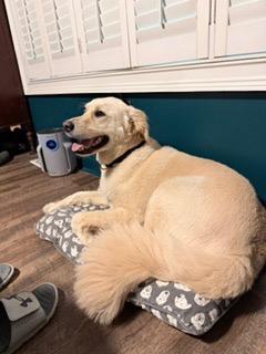 Enlarge Kelev, a Adoptable mixed breed in Newnan, GA image 4/6