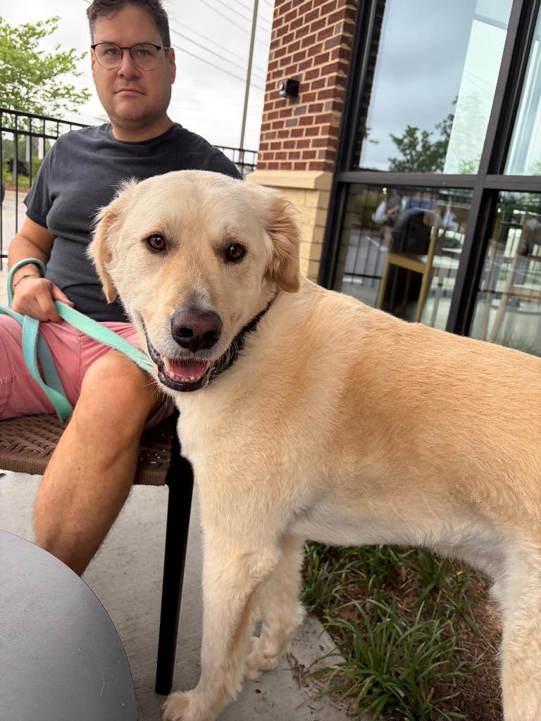 Enlarge Kelev, a Adoptable mixed breed in Newnan, GA image 5/6