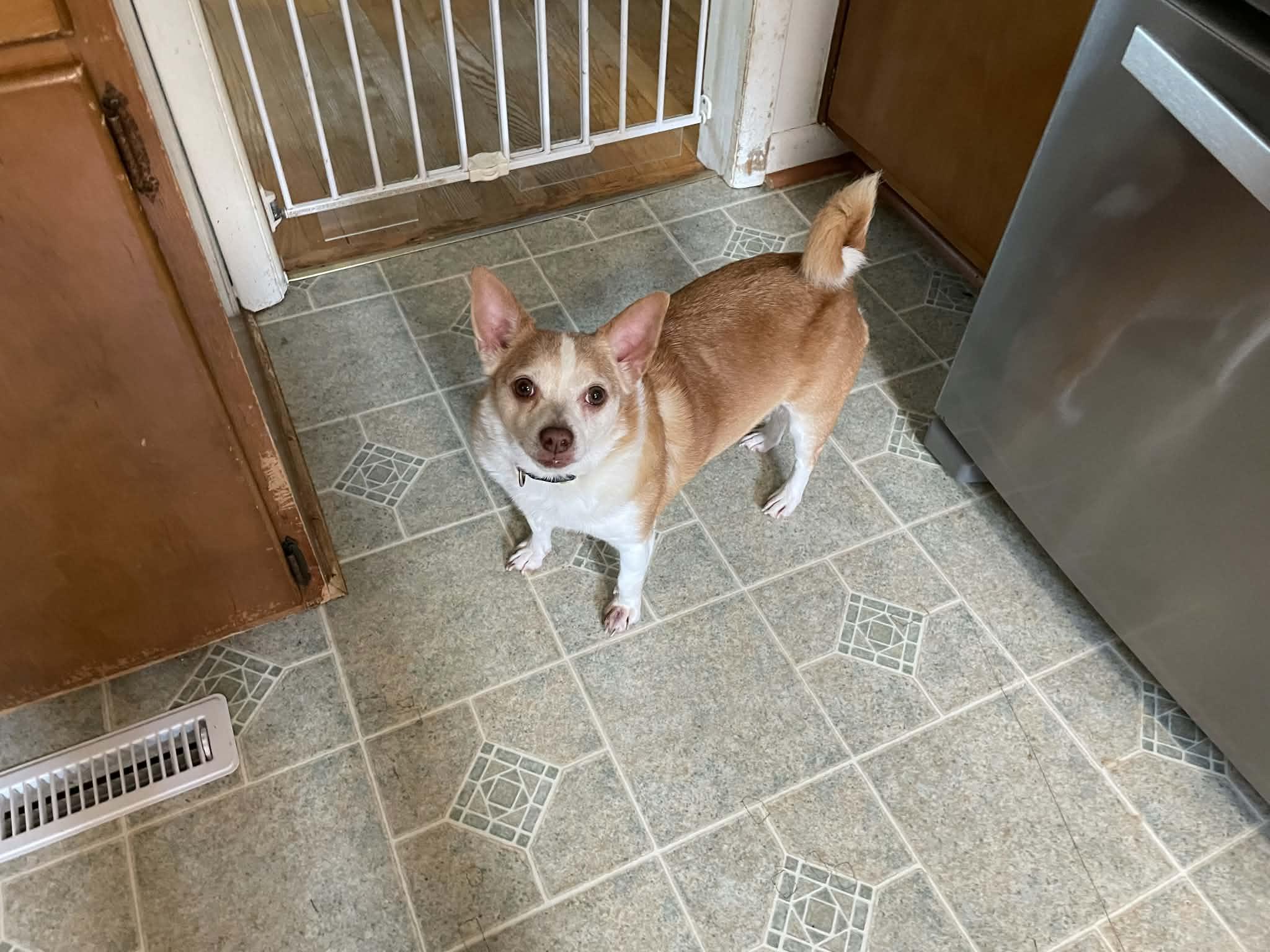 Nipsey, Adoptable, Adult Male Chihuahua & Corgi.