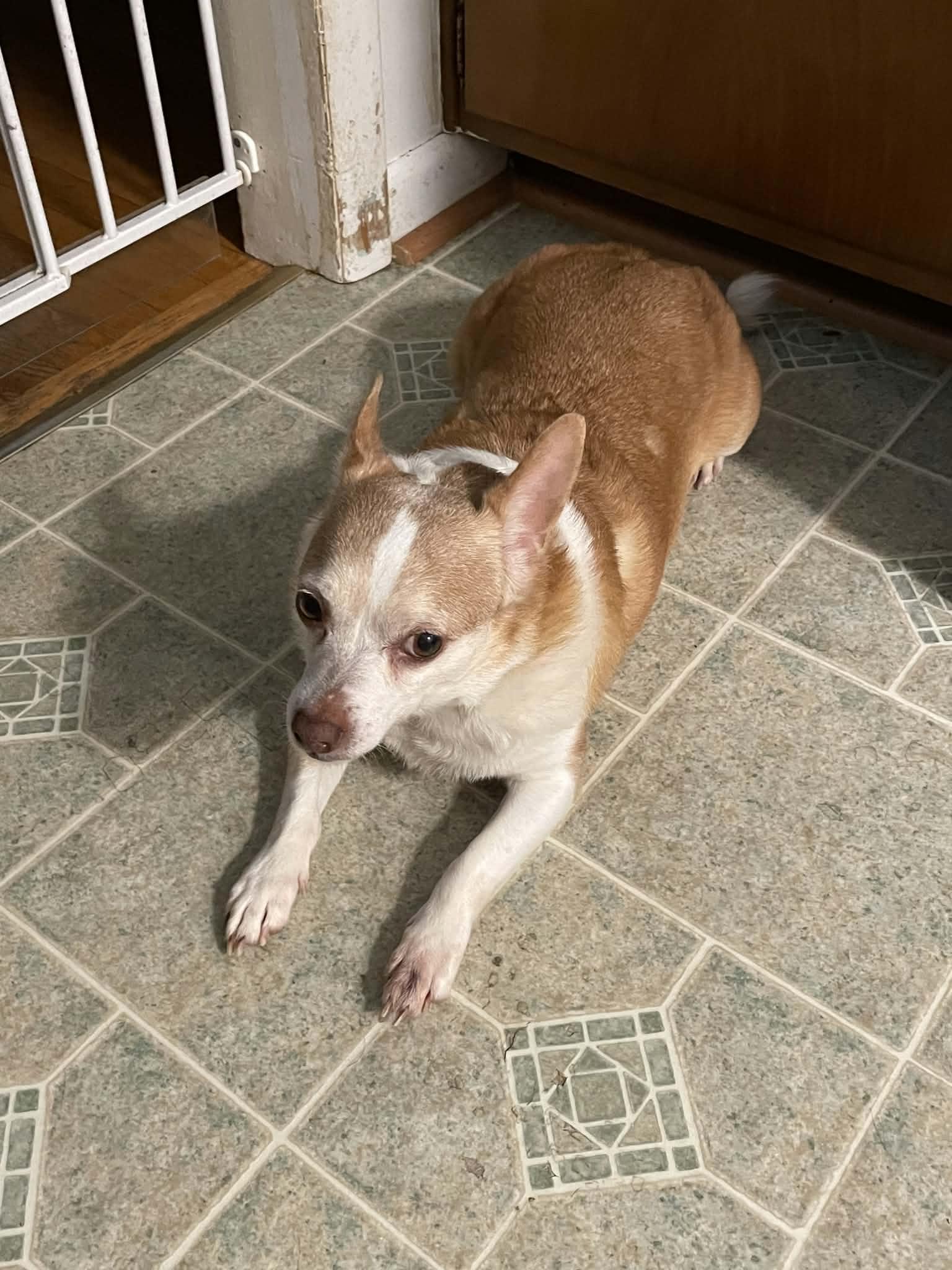 Enlarge Nipsey, a Adoptable mixed breed in Walkersville, MD image 4/5