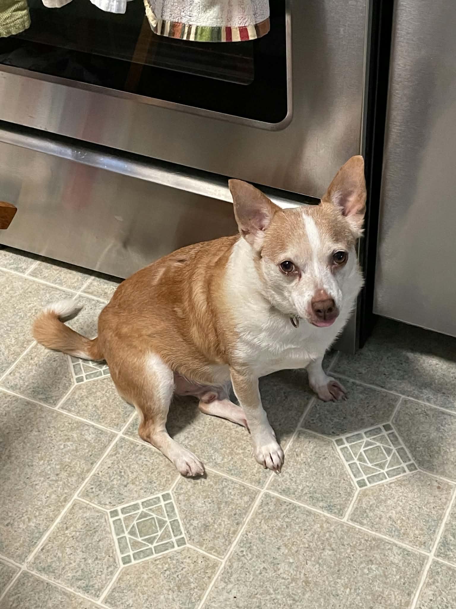 Enlarge Nipsey, a Adoptable mixed breed in Walkersville, MD image 5/5