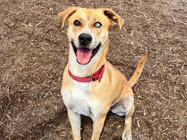 MANNY, Adoptable, Adult Male Pit Bull Terrier & Siberian Husky.