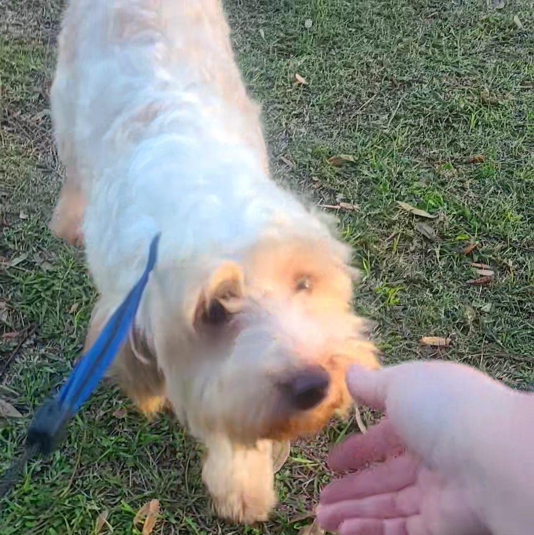 Jeffrey, a Adoptable mixed breed image 2/6