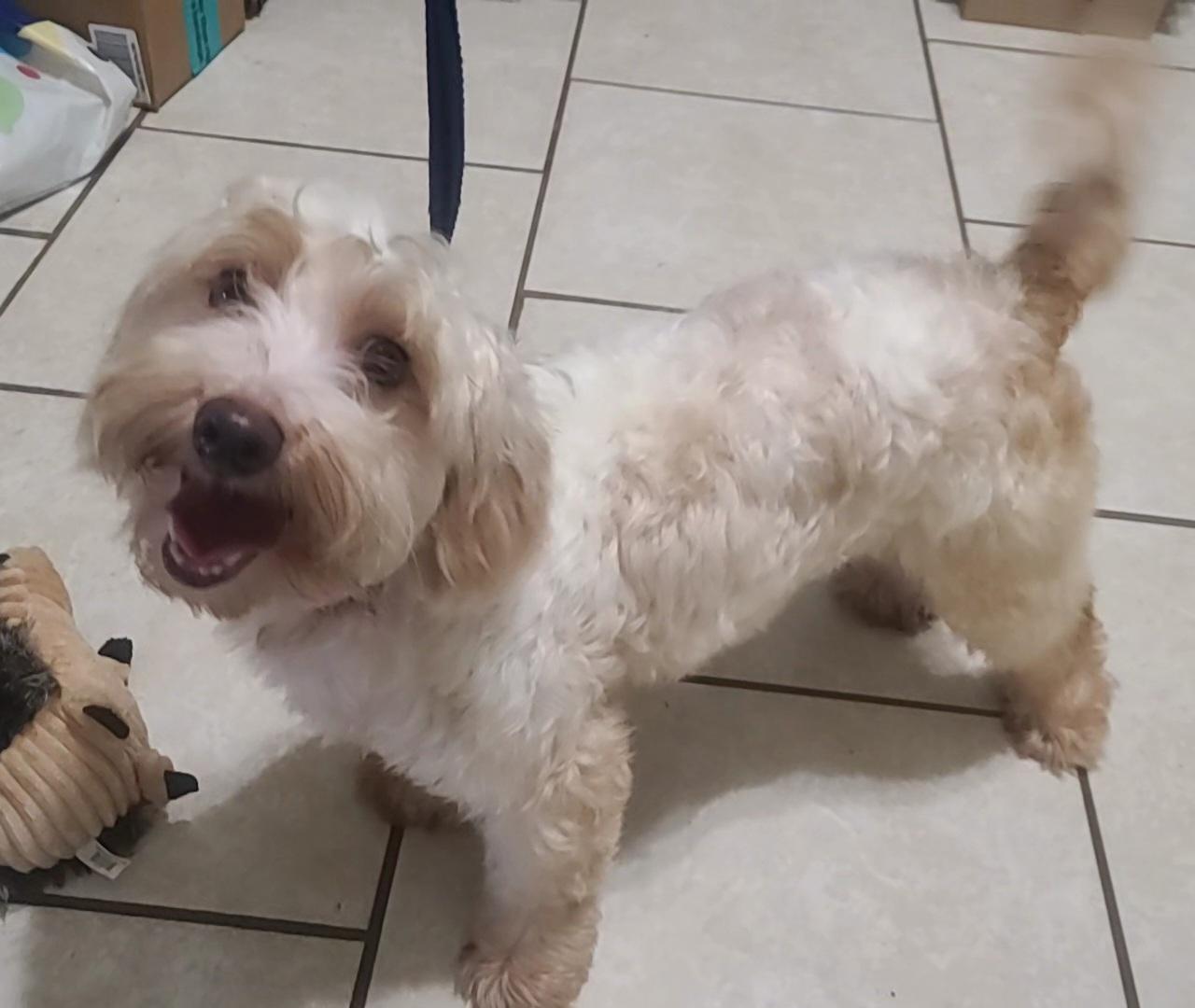 Jeffrey, a Adoptable mixed breed image 1/6