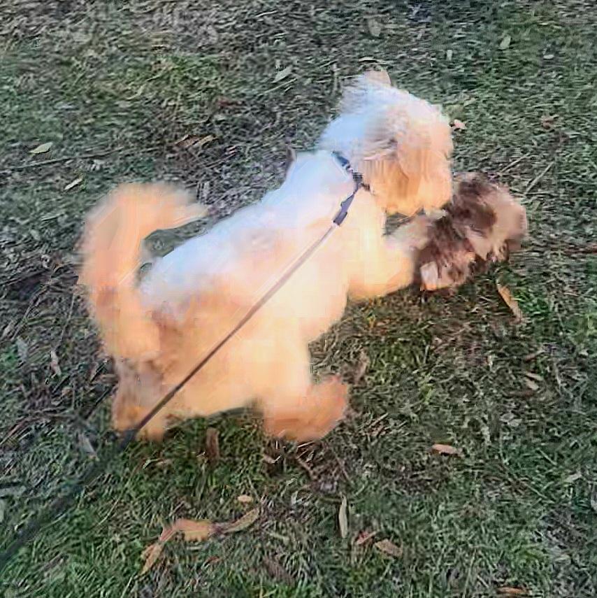 Jeffrey, a Adoptable mixed breed image 5/6