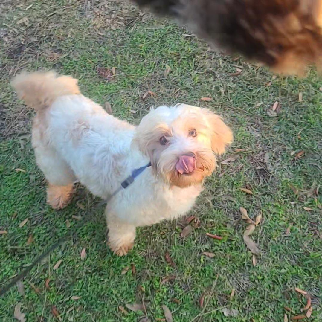 Jeffrey, a Adoptable mixed breed image 4/6