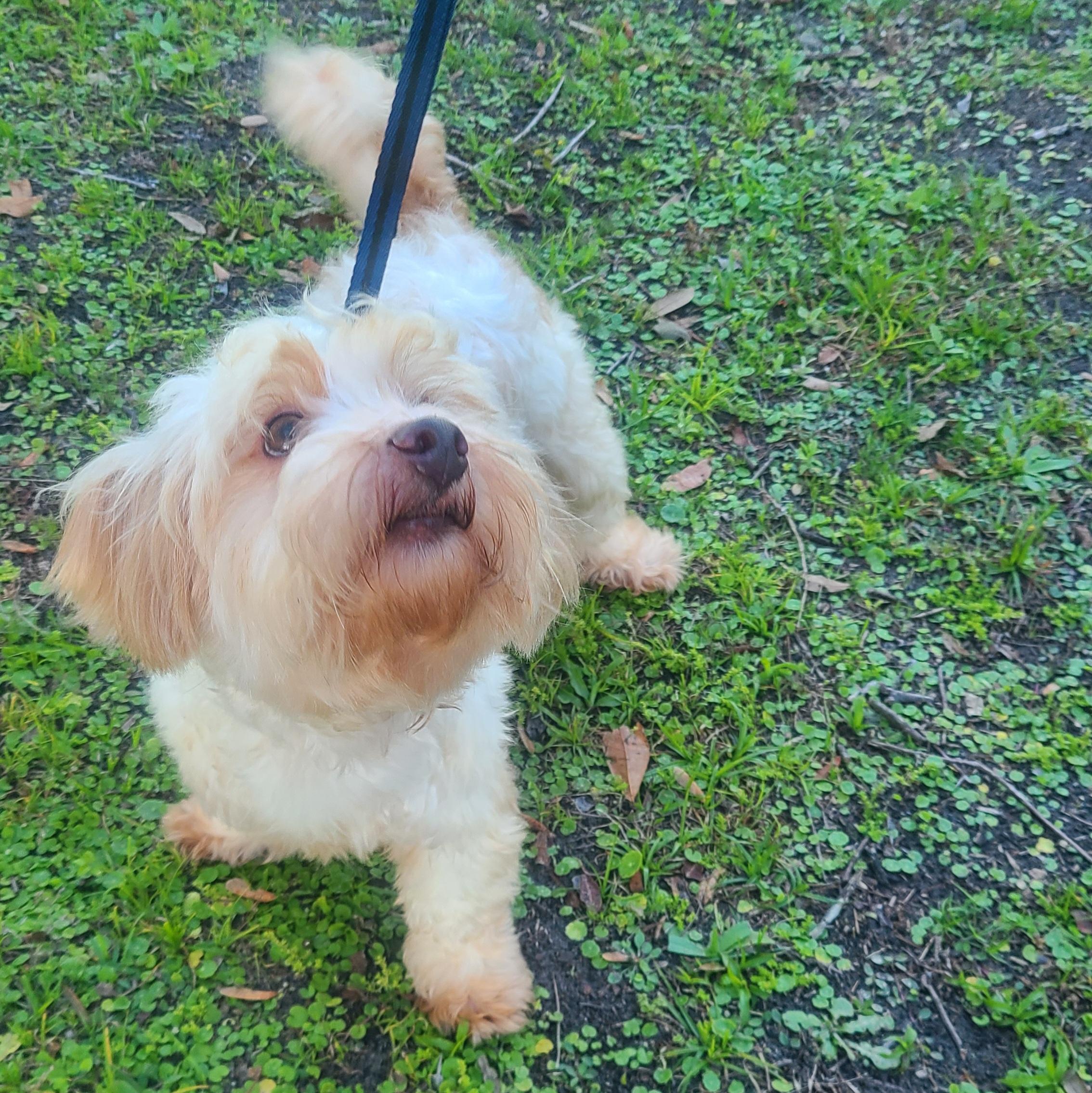 Jeffrey, a Adoptable mixed breed image 3/6