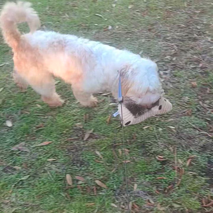 Enlarge Jeffrey, a Adoptable mixed breed video 6/6