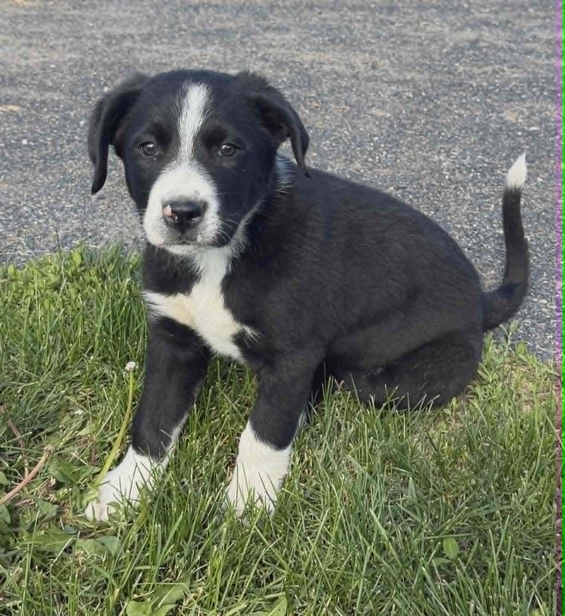 Enlarge Pretzel, a Adoptable mixed breed in Havertown, PA image 1/2