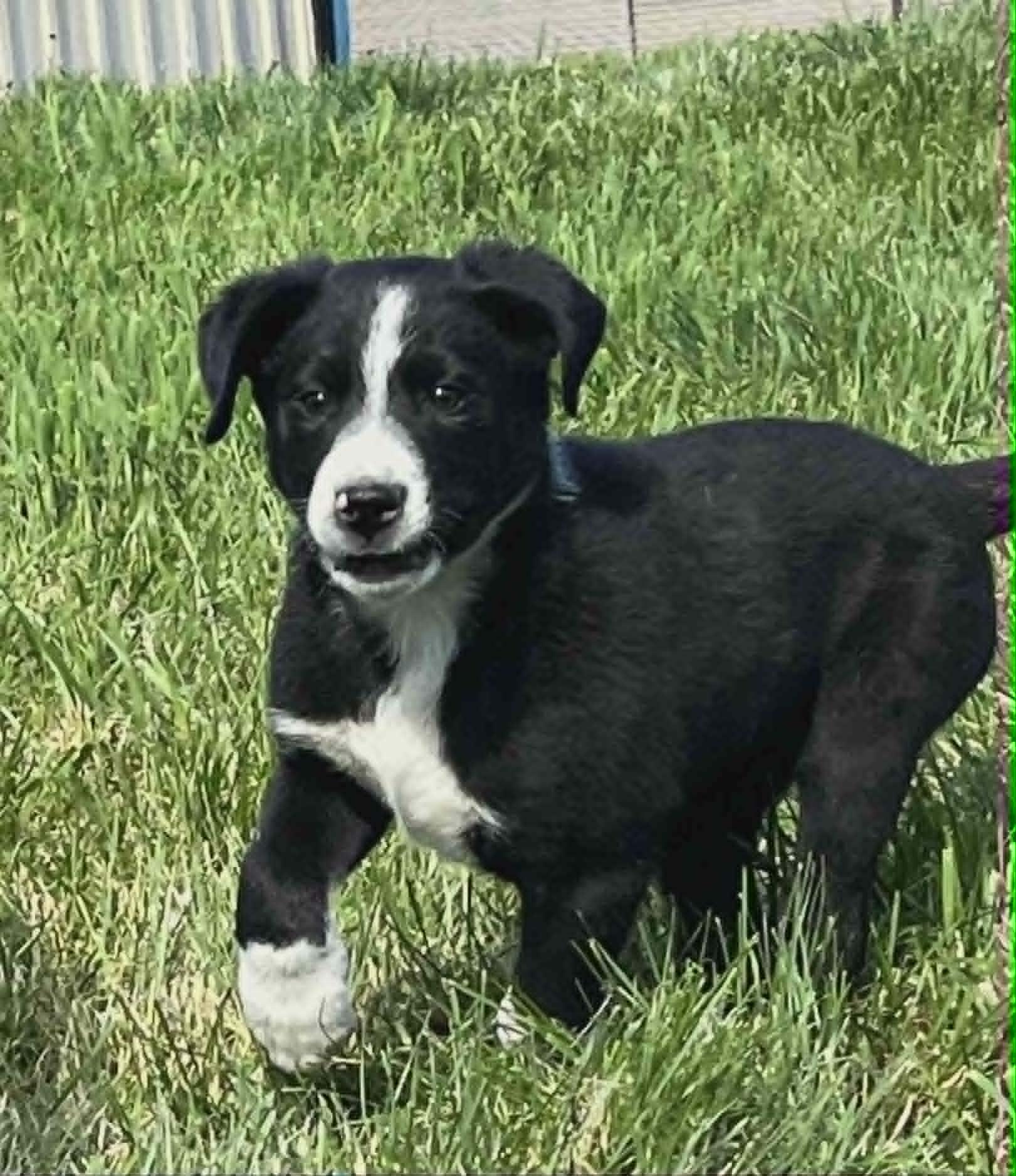 Enlarge Pretzel, a Adoptable mixed breed in Havertown, PA image 2/2