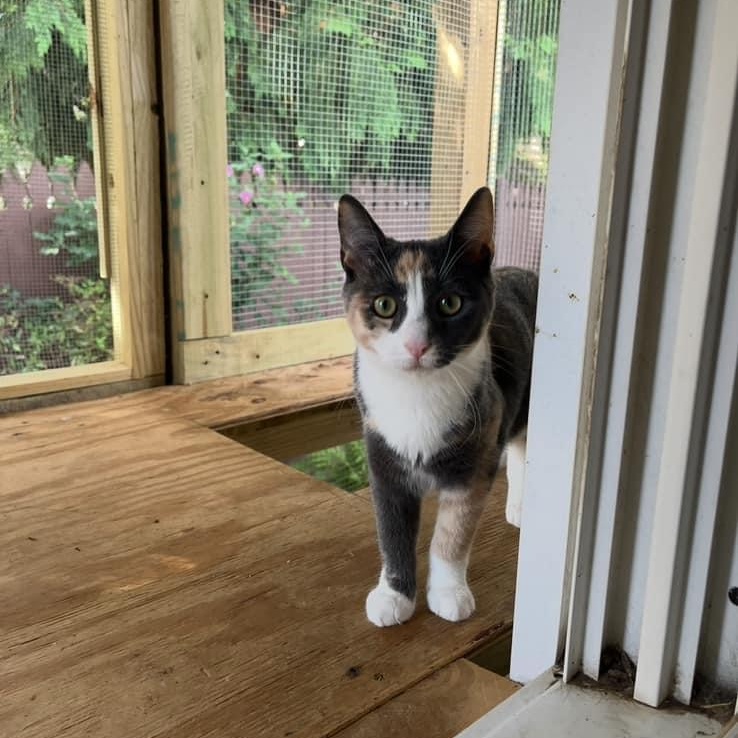 Ivy, Adoptable, Young Female Dilute Calico & Calico.