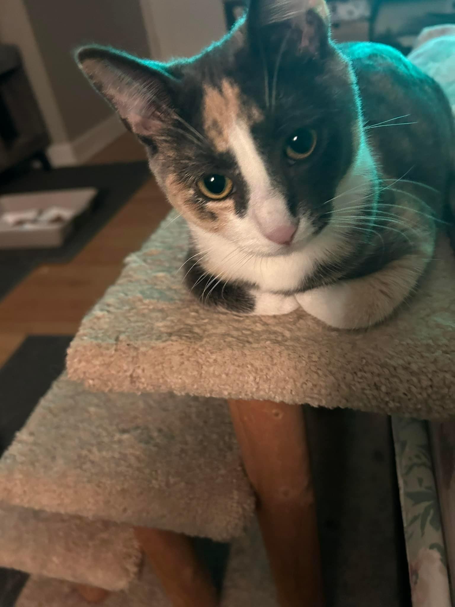 Ivy, an adopted mixed breed in Newark, NJ image 3/6