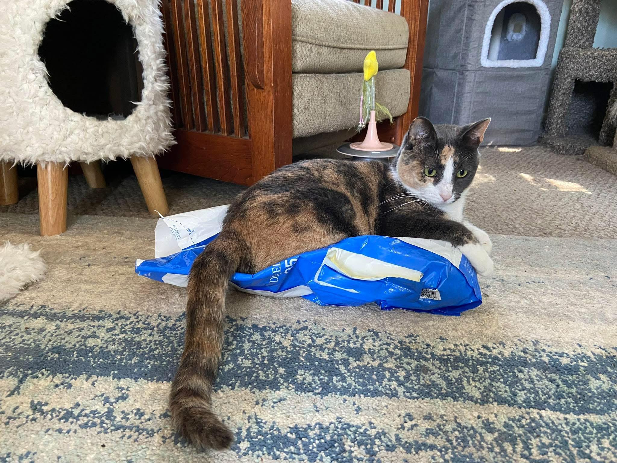 Ivy, an adopted mixed breed in Newark, NJ image 1/6