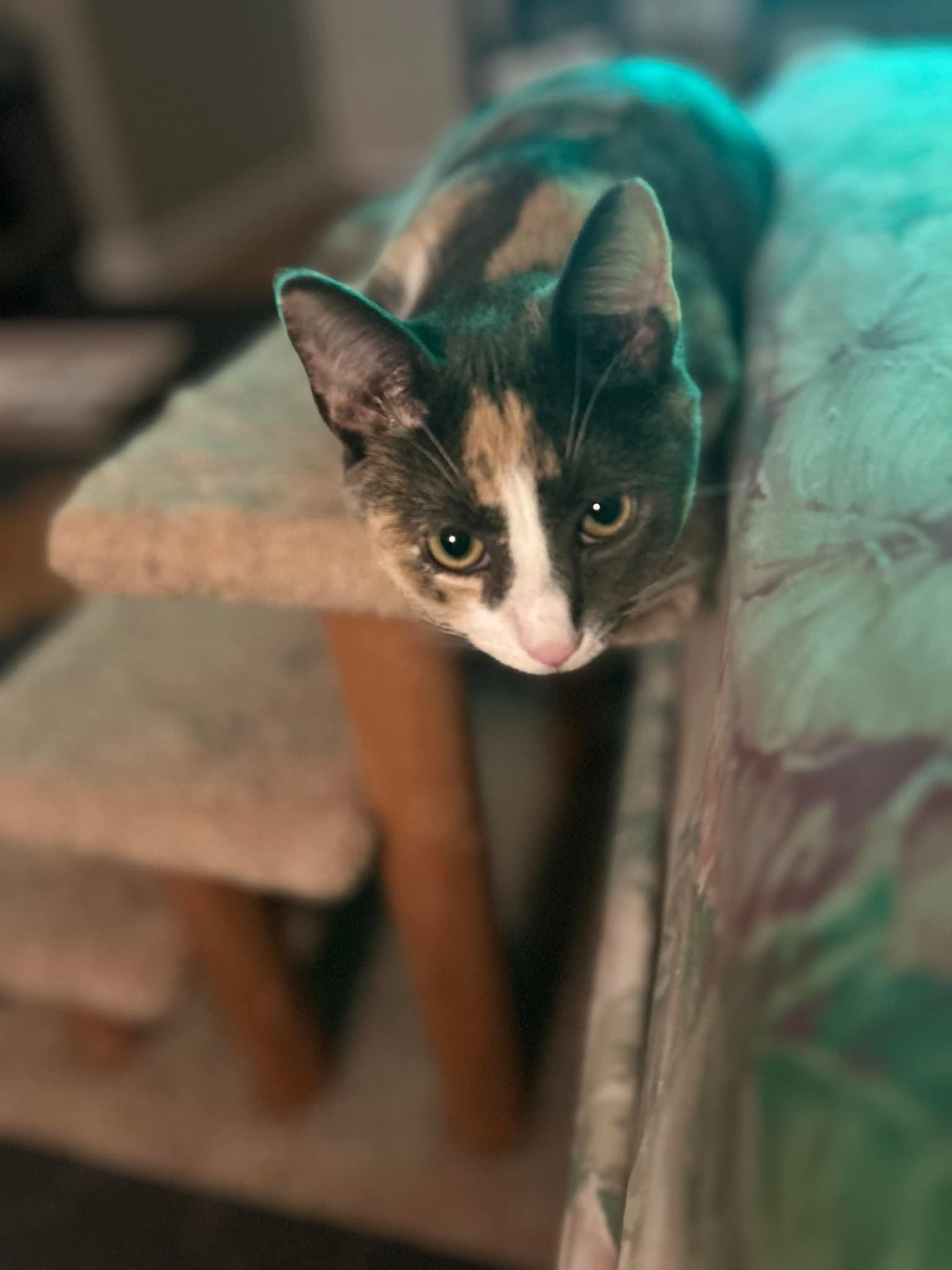 Ivy, an adopted mixed breed in Newark, NJ image 4/6