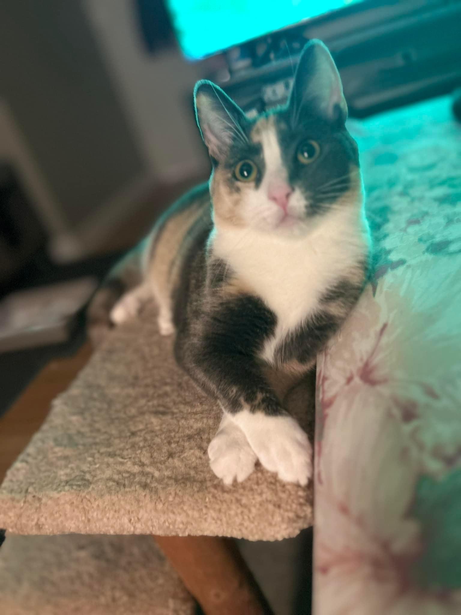 Ivy, an adopted mixed breed in Newark, NJ image 5/6