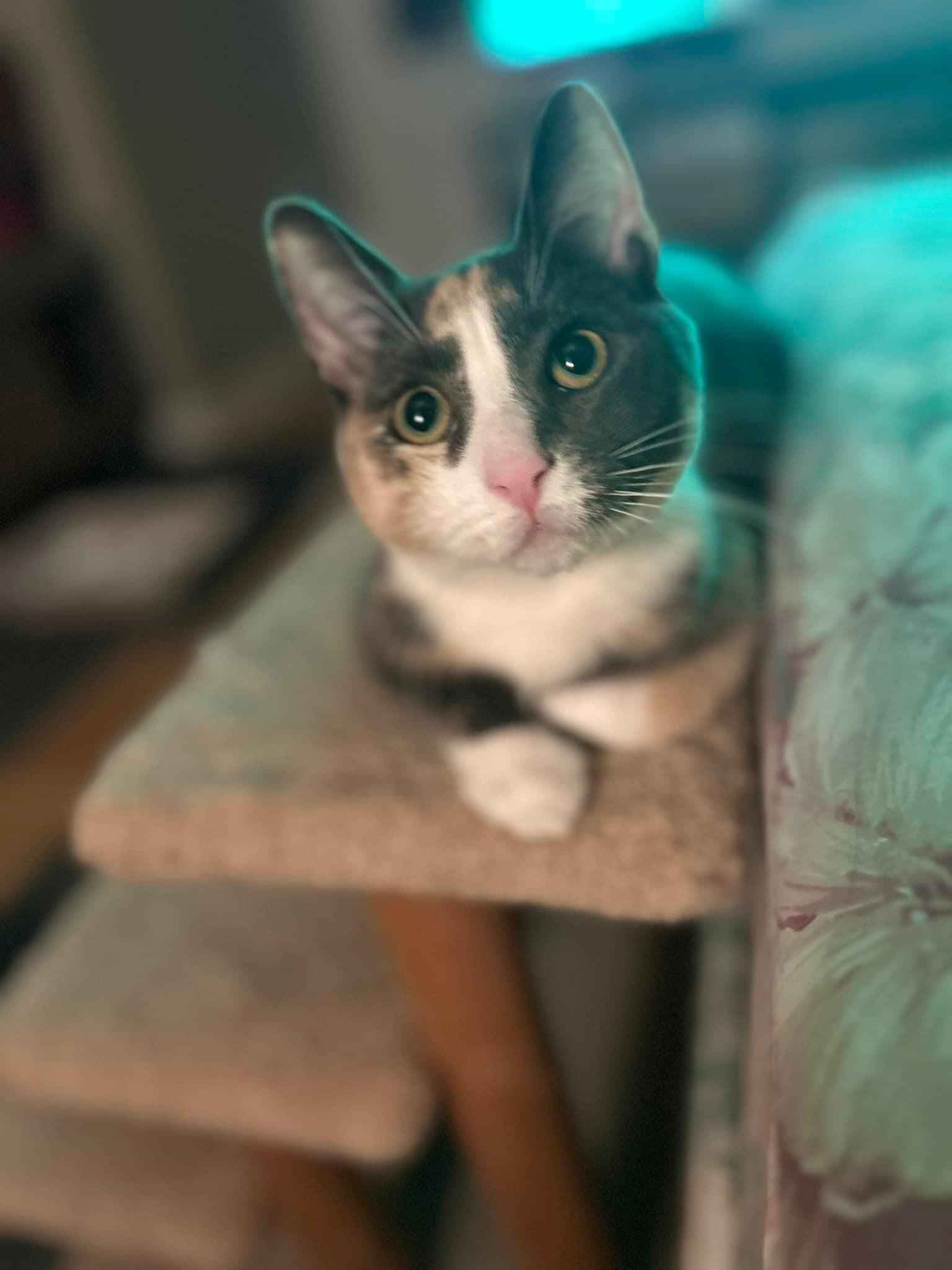 Ivy, an adopted mixed breed in Newark, NJ image 6/6