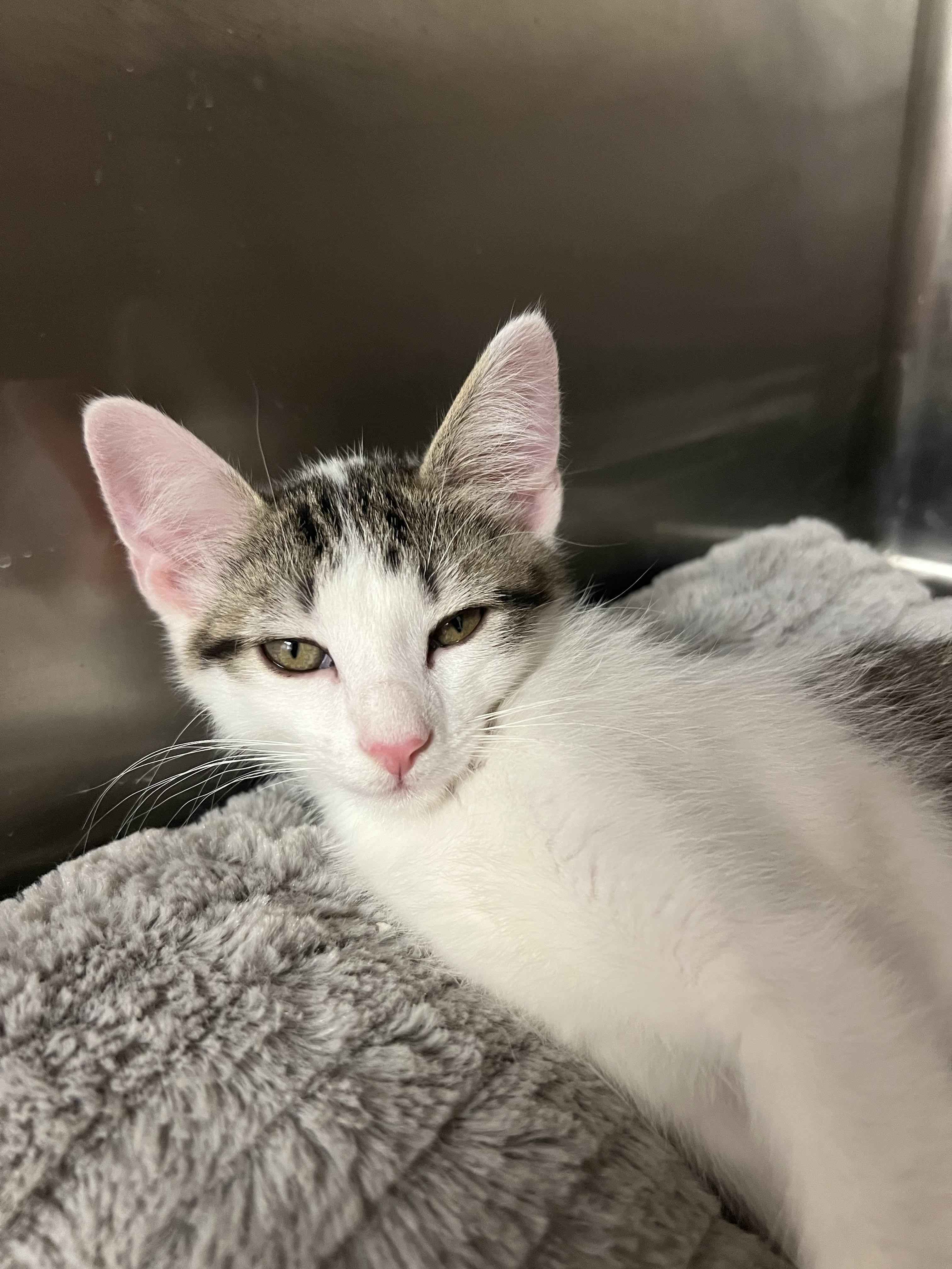 Cat for adoption Kameroni, a Domestic Short Hair in Geneseo, IL Petfinder