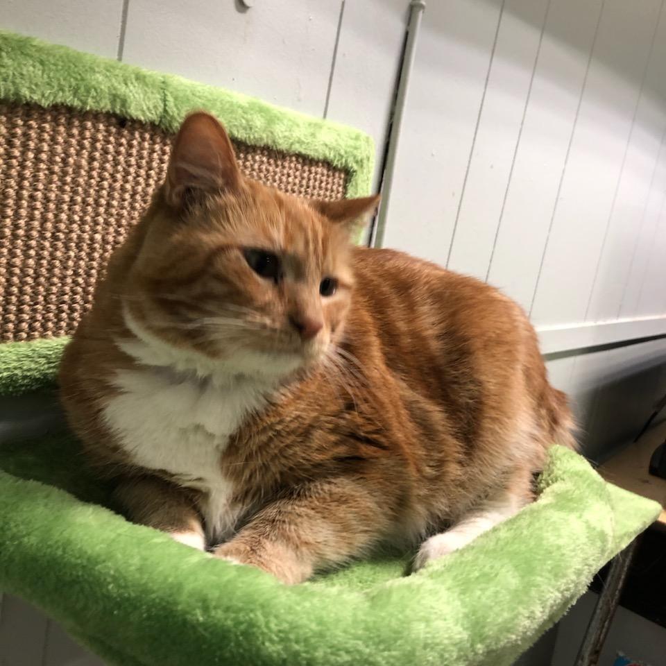 Mischief, Adoptable, Senior Female Domestic Short Hair.