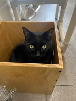 Enlarge Flower, a Adoptable Domestic Short Hair in Bellevue, WA image 1/3