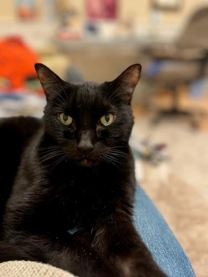 Flower, Adoptable, Adult Male Domestic Short Hair & Domestic Short Hair.