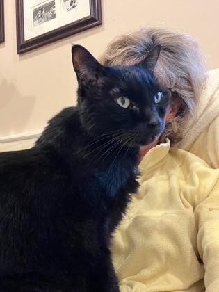 Flower, Adoptable, Adult Male Domestic Short Hair & Domestic Short Hair.