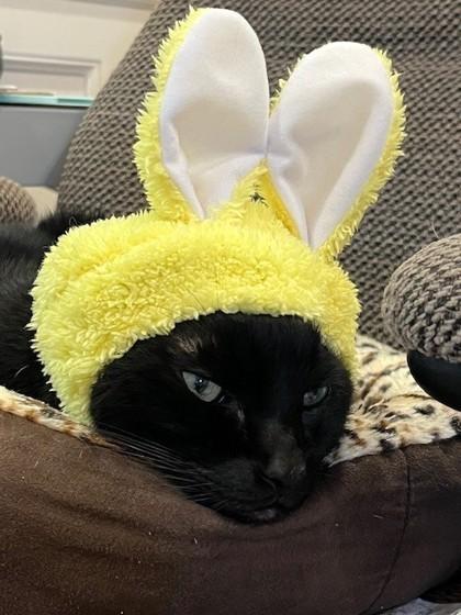 Enlarge Flower, a Adoptable Domestic Short Hair in Bellevue, WA image 2/3