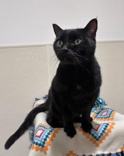 Enlarge Flower, a Adoptable Domestic Short Hair in Bellevue, WA image 3/3