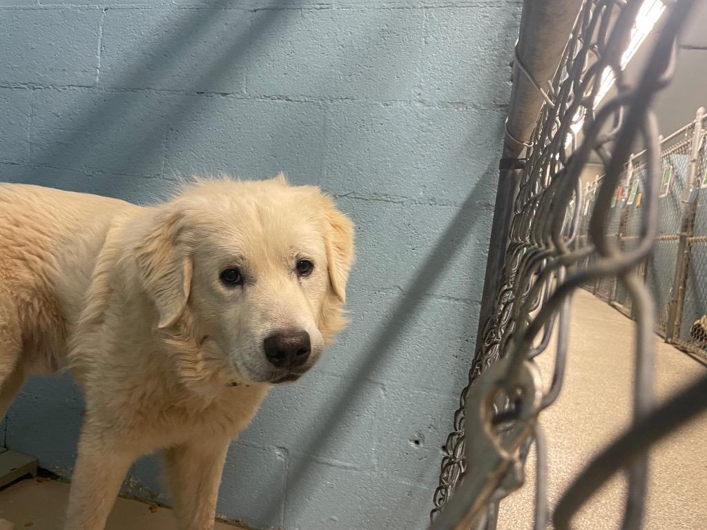 Snow Flake, Adoptable, Adult Male Great Pyrenees.