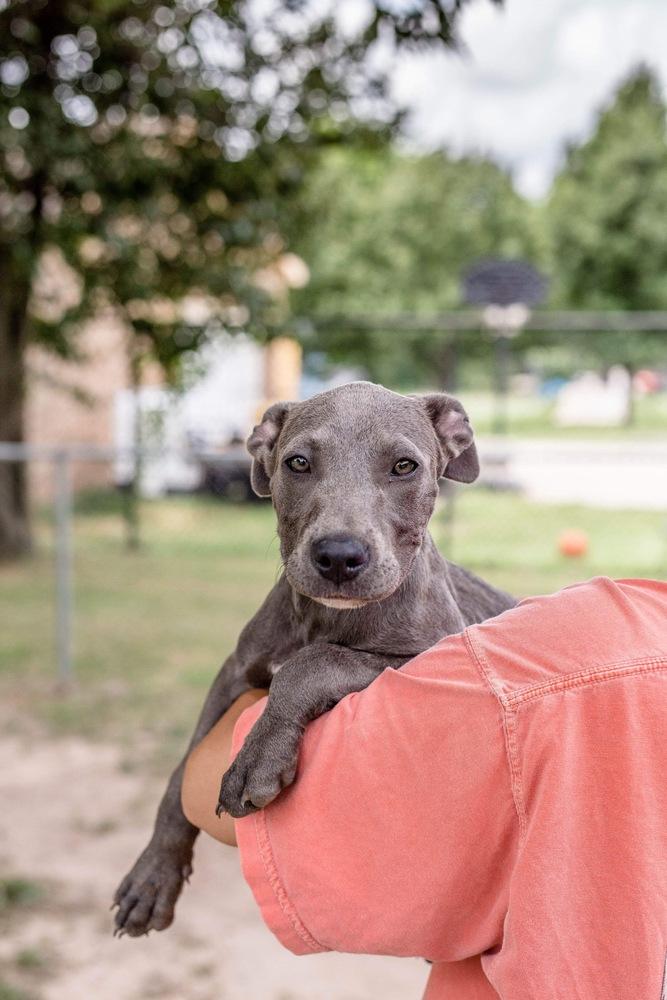 Enlarge Eloise, a Adoptable mixed breed in Oklahoma City, OK image 1/1