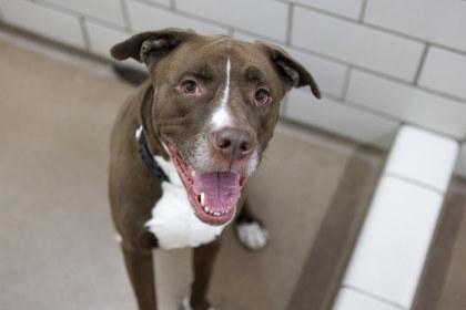 Kako, Adoptable, Young Male Pit Bull Terrier & Mixed Breed.
