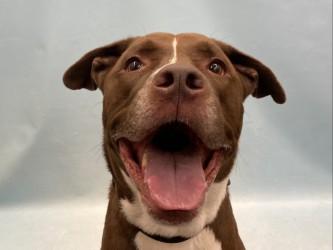 Kako, Adoptable, Young Male Pit Bull Terrier & Mixed Breed.