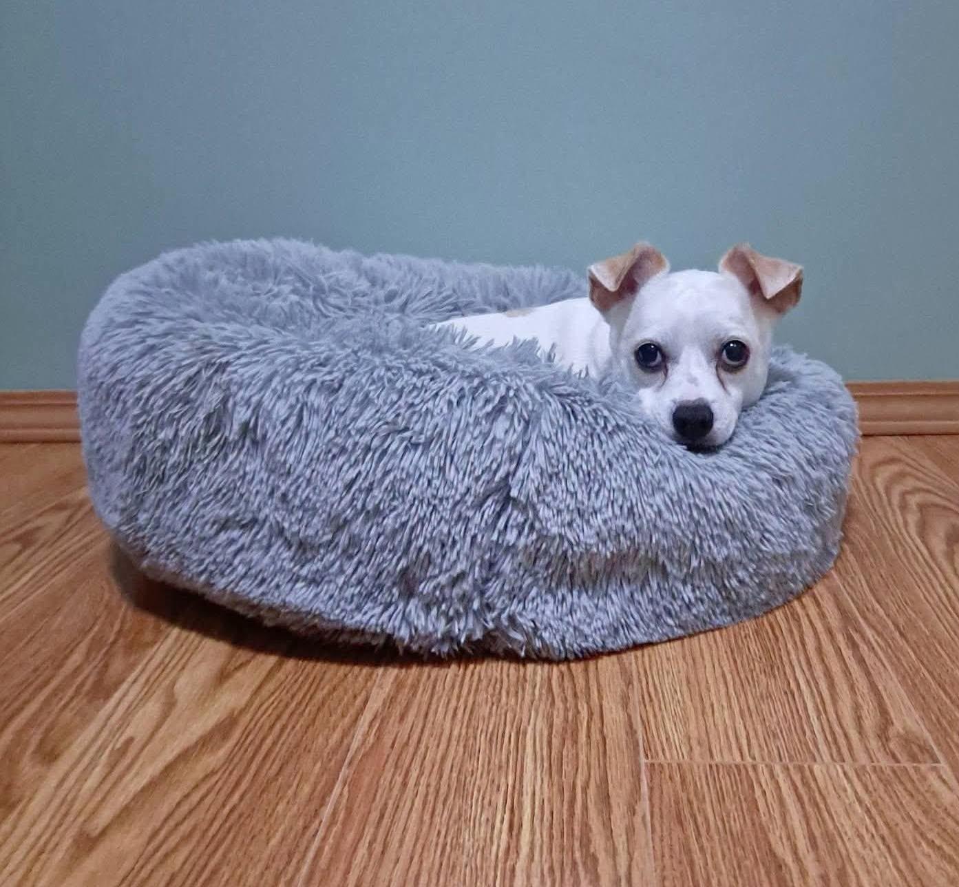 Casper, Adoptable, Adult Male Mixed Breed.